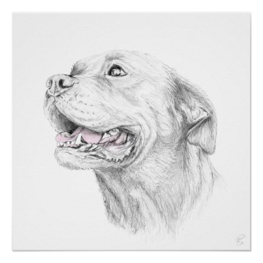 Loyalty, een Amerikaanse Staffordshire Terrier Poster (Voorkant)