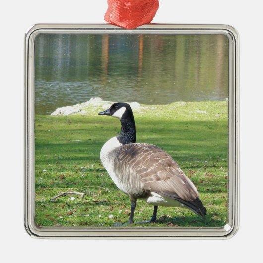 Lozen aan de voorkant, Wilde Levensdieren, Natuur Metalen Ornament (Voorkant)