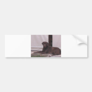 LR-chocoladelab Bumpersticker