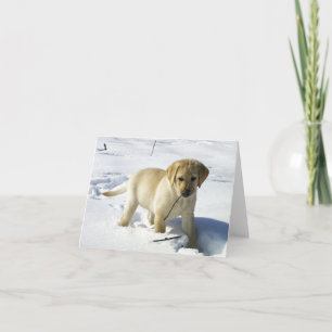 LR gele lab puppy in sneeuw Kaart