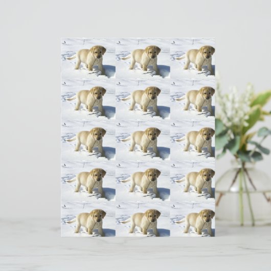 LR gele labpupil in sneeuw (Staand voorkant)