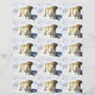 LR gele labpupil in sneeuw