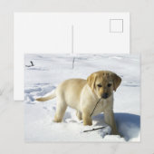 LR gele labpupil in sneeuw Briefkaart (Voorkant / Achterkant)