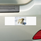 LR gele labpupil in sneeuw Bumpersticker (Op auto)