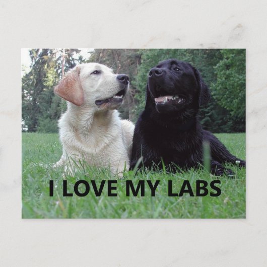 LR I Love My Labs with afbeelding Briefkaart (Voorkant)