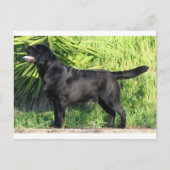 LR zwart lab vol Briefkaart (Voorkant)