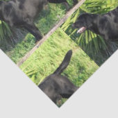 LR zwart lab vol Tissuepapier (Detail)