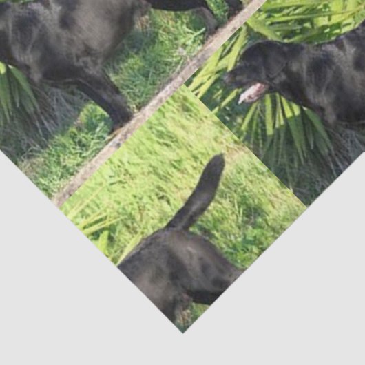 LR zwart lab vol Tissuepapier (Detail)