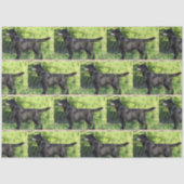 LR zwart lab vol Tissuepapier (Voorkant)