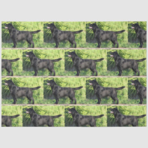 LR zwart lab vol Tissuepapier