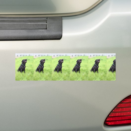 LR zwarte labvergadering Bumpersticker (Op auto)