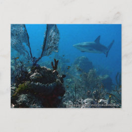 Ltd Edition Bahamian Reef Sharks Briefkaart