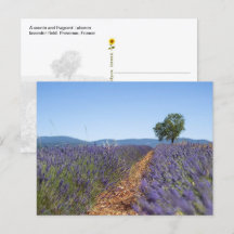 Luberon Lavendelvelden, Provence, Frankrijk  -