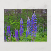 Lubins Briefkaart (Voorkant)