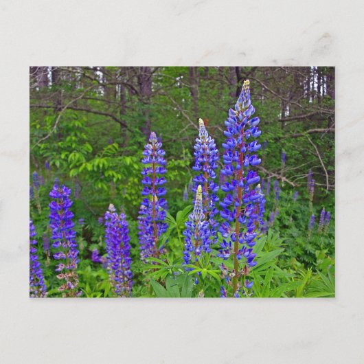 Lubins Briefkaart (Voorkant)