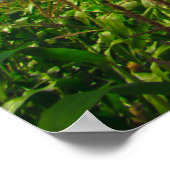 Luchtballonnen Poster (Hoek)