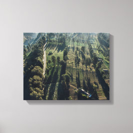 Luchtfoto van groen-blad bomen canvas afdruk