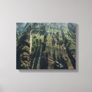 Luchtfoto van groen-blad bomen canvas afdruk