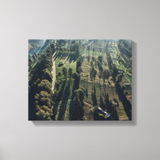 Luchtfoto van groen-blad bomen canvas afdruk (Voorkant)