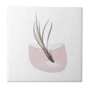 Luchtplant Tillandsia Planten Terrarium Blush Roze Tegeltje