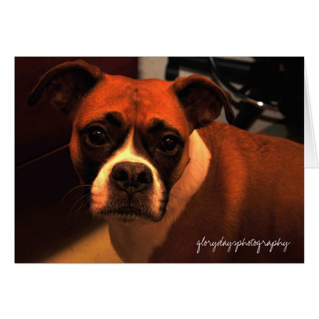 Lucie Monroe-portret (Voorkant Horizontaal)