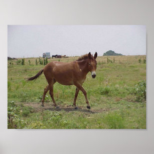 Lucille, Mule in beweging Poster