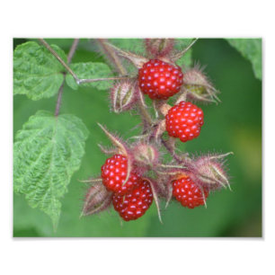 Lucious Raspberry Photo Print Foto Afdruk