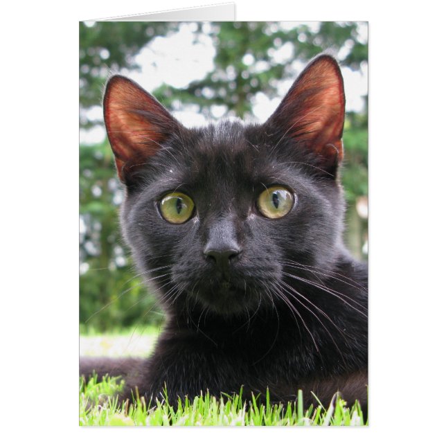 Lucky Black Cat (Voorkant)