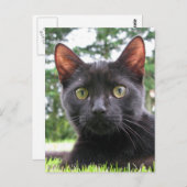 Lucky Black Cat Briefkaart (Voorkant / Achterkant)