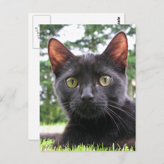 Lucky Black Cat Briefkaart (Voorkant / Achterkant)