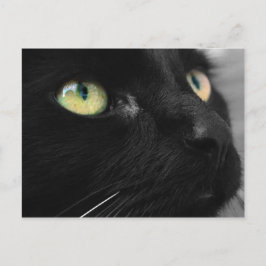 Lucky Black Cat Briefkaart
