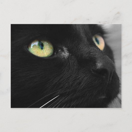 Lucky Black Cat Briefkaart (Voorkant)