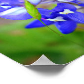 Lucky Bluebonnet Poster (Hoek)