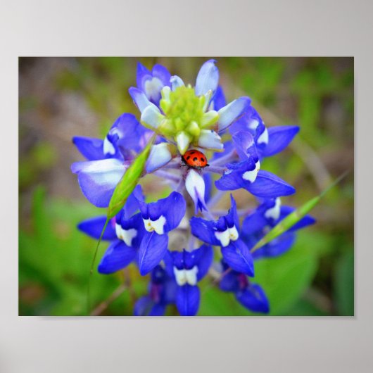 Lucky Bluebonnet Poster (Voorkant)