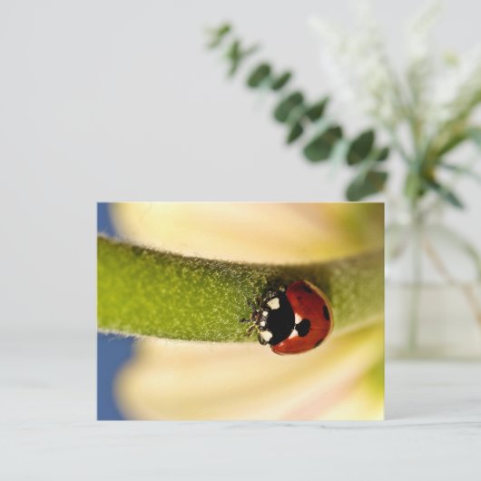 Lucky Briefkaart (Staand voorkant)