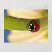 Lucky Briefkaart (Voorkant)