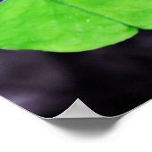 Lucky Clovers Poster (Hoek)