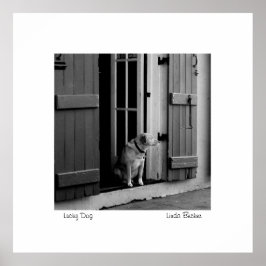 Lucky Dog van Linda Becker PhotoArt Poster