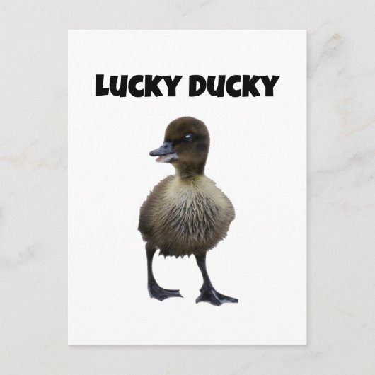 Lucky Duck Funny Schattige Duckling Bird Fotokunst Briefkaart (Voorkant)