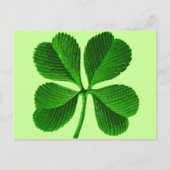 Lucky Four Leaf Clover Briefkaart (Voorkant)