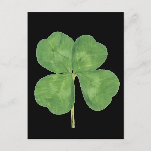 Lucky Four-Leaf Clover Shamrock Briefkaart (Voorkant)