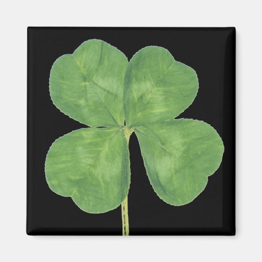 Lucky Four-Leaf Clover Shamrock Magneet (Voorkant)