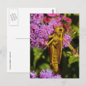Lucky Grasshopping op Ageratum Briefkaart (Voorkant / Achterkant)