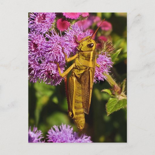 Lucky Grasshopping op Ageratum Briefkaart (Voorkant)