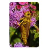 Lucky Grasshopping op Ageratum Magneet (Verticaal)