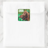 Lucky Irish Setter St. Patrick's Day Stickers (Tas)
