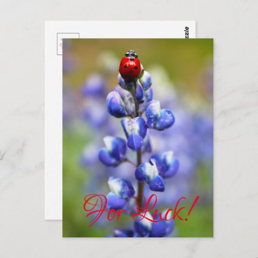 Lucky Lady Bugs Briefkaart (Voorkant / Achterkant)