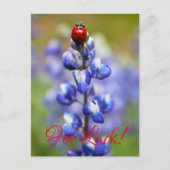 Lucky Lady Bugs Briefkaart (Voorkant)