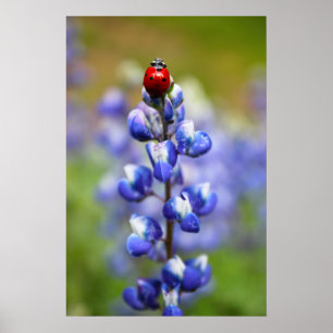 Lucky Lady Bugs Poster