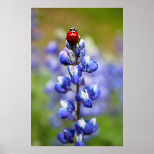 Lucky Lady Bugs Poster (Voorkant)